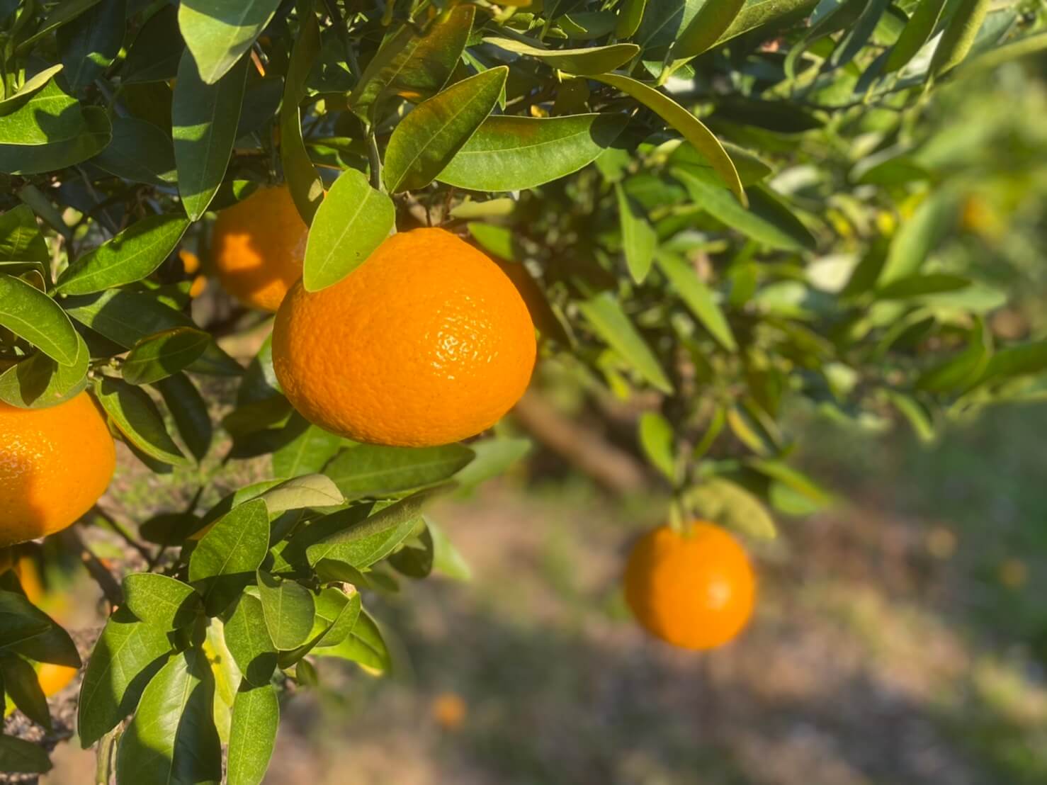 iyokan fruit
