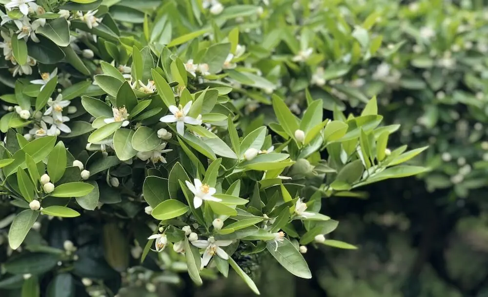 iyokan flowers