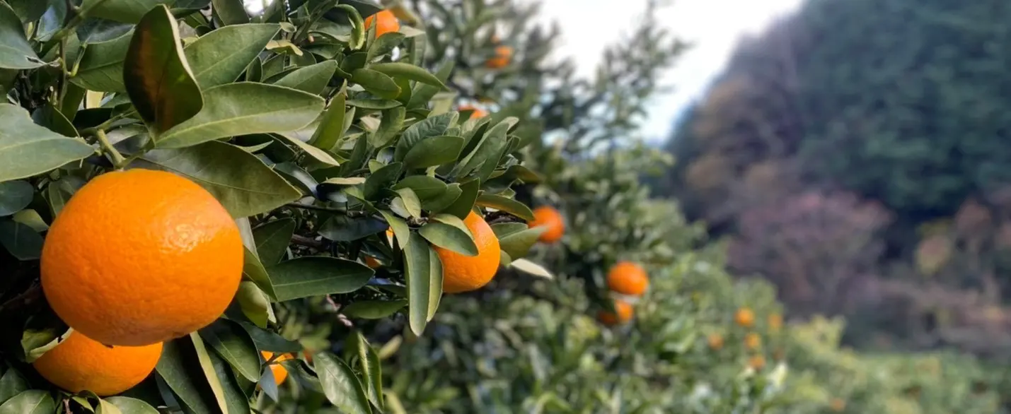 iyokan fruit