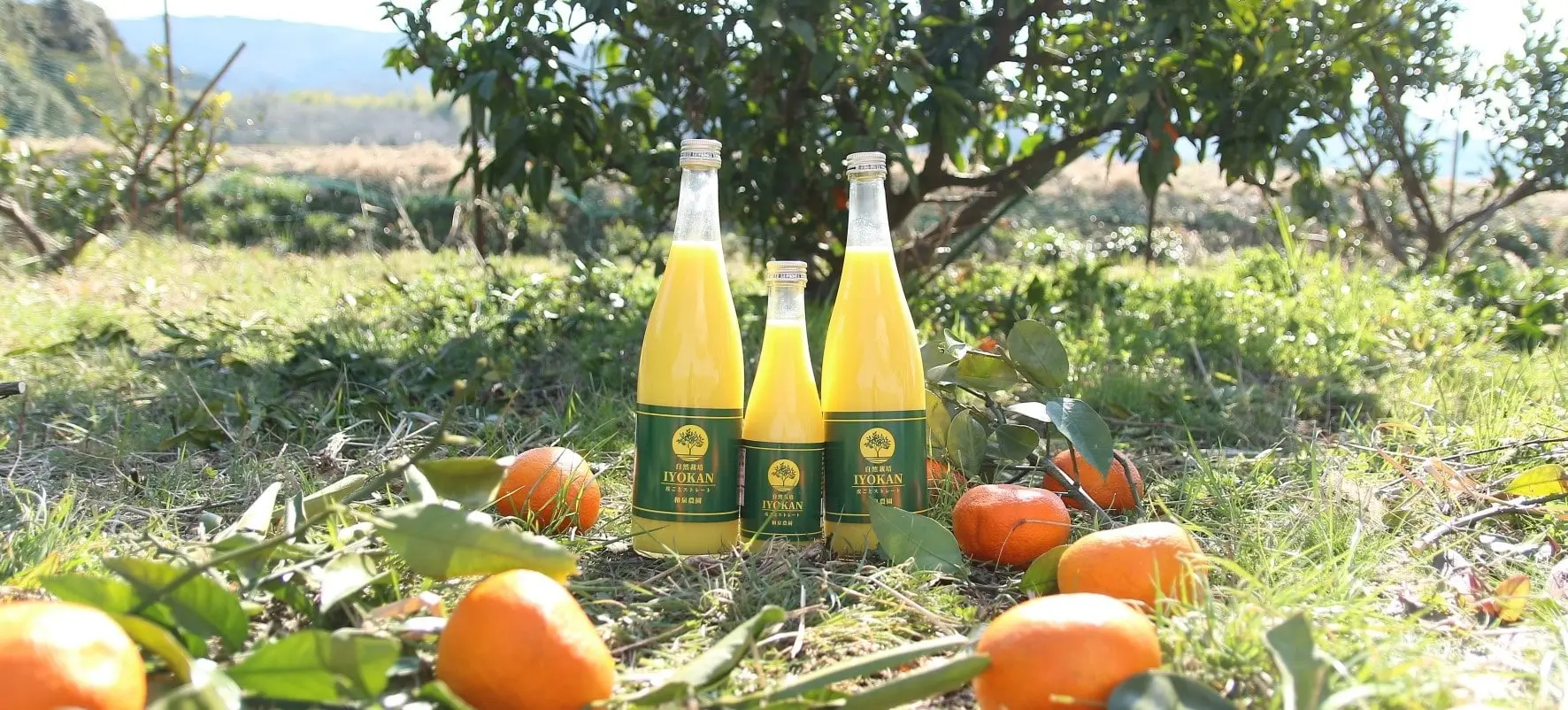iyokan juice 3 bottles