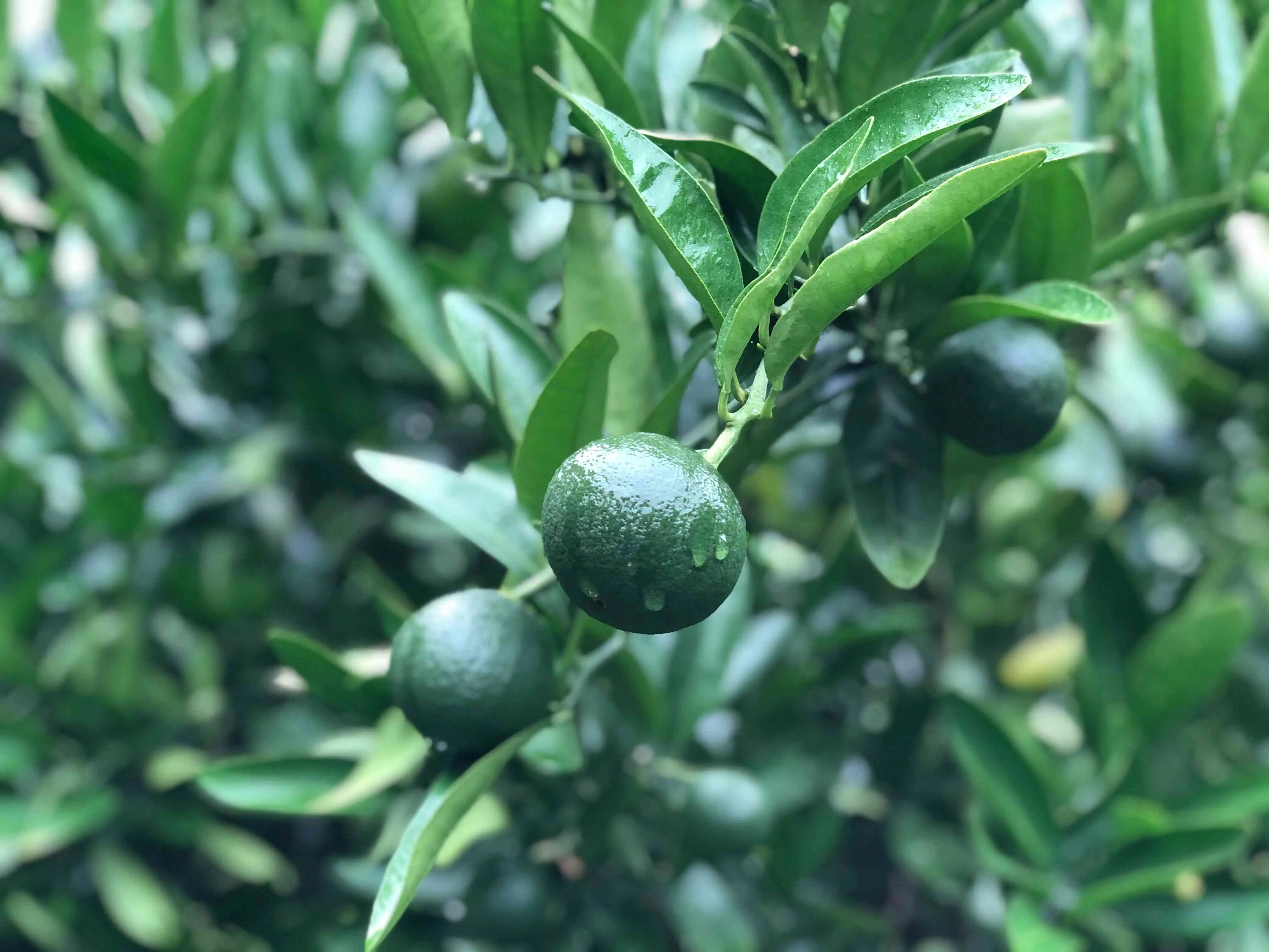 iyokan young fruits