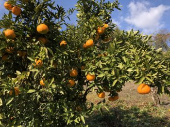 伊予柑の木