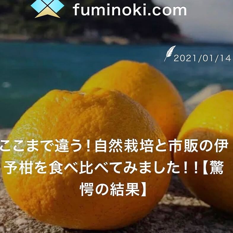 ここまで違う!自然栽培と市販の伊予柑を食べ比べてみました!【驚愕の結果】