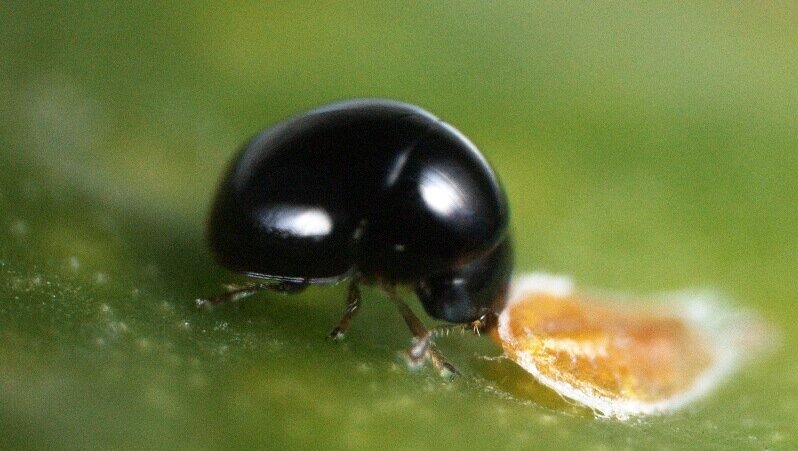 伊予柑畑に住む昆虫 キムネタマキスイ